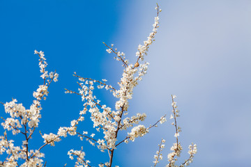 Spring blossom background. spring flowers