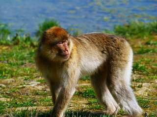 Macaque de Barbarie