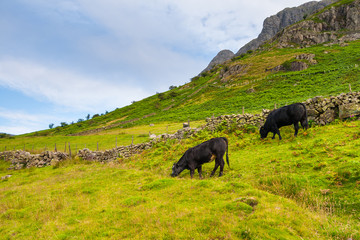 Obraz premium Cattle grazing in mountain valley in The Lake District National Park, Cumbria, England