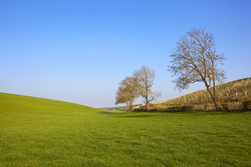 scenic grazing meadows