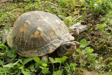 Box turtle in the woods