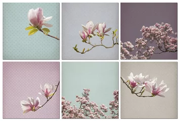 Foto auf Acrylglas Magnolie Magnolien-Blumen-Papierhintergrund