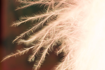 Abstract feather pattern