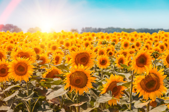 field of blooming sunflowers on background sunset
