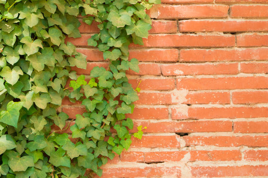 Climbing ivy leaves on an old red bricks wall