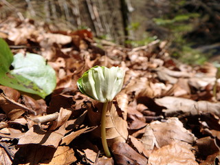  germinating seedlings beech leaf, (Fagus sylvatica) 