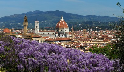 Beautiful Blooming Purple Wisteria at Bardini Garden in Florence with Cathedral of Santa Maria del Fiore on Background, Florence, Italy
