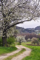 Kirschblüte in Forchtenstein mit Weg zur Burg