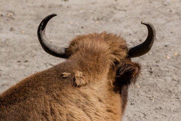 Buffalo head close-up © Minakryn Ruslan 