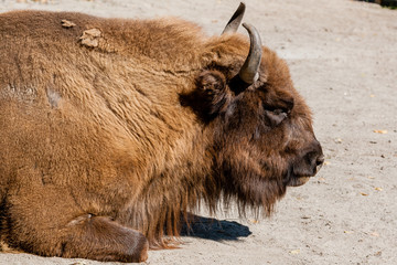 Buffalo head close-up © Minakryn Ruslan 