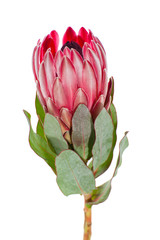 Flower Protea close-up on a clean white background..