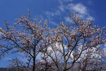 Frühlingserwachen in Südtirol
