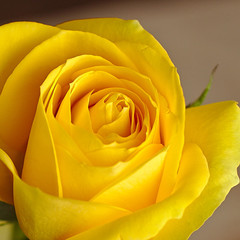 Bright yellow rose closeup