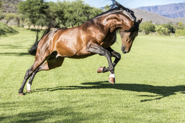 Fototapeta premium Thoroughbred wild horse