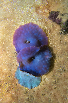 Coral Discosoma blue . Soft corals. On the sand.