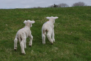 Obraz premium Zwei Lämmer in Rückansicht