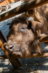 Buffalo head close-up