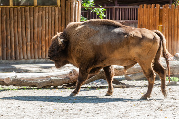 Buffalo close-up walking in the sun © Minakryn Ruslan 