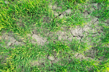 background of green grass from a field