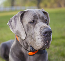 Big nosed dog