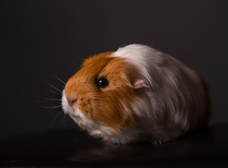 Fototapeta premium Guinea pig