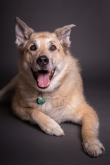 Happy German Shepherd