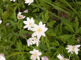 An Isolated White Flowerhead in the Spring Time Light