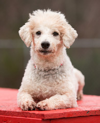 Poodle