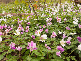 A Background of White and Pink Flowers with Green Leaves
