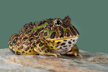 Naklejka premium Ornate Horned Frog (Ceratophrys ornata)/Ornate Horned Frog against a light green background