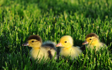 three little ducks in green grass