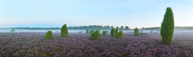 Heidelandschaft, Morgend&auml;mmerung