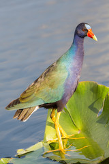 American purple gallinule (Porphyrio martinicus), Everglades National Park, Florida