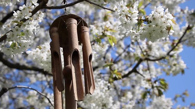 wind chimes hanging in a blooming tree, double slow motion of bamboo chimes on a cherry tree in  garden 