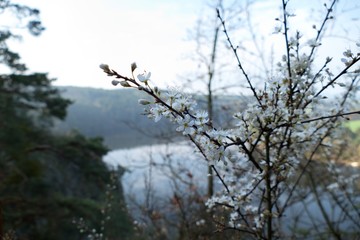 quiet spring morning at vltava river