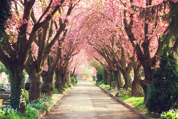 Straße mit blühenden Bäumen im Frühling