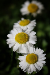 Daisy flower