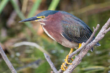 Green heron (Butorides virescens), Everglades National Park, Florida
