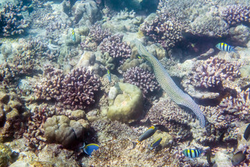 Moray
