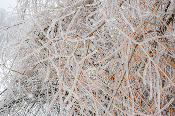 Frozen branches