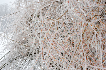 Frozen branches