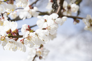 Pink apricot blossom in spring beautiful natural outdoor blooming