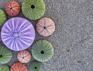 violet and colorful sea urchins on wet sand beach, space for typing