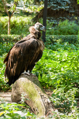 Griffins in green grass closeup