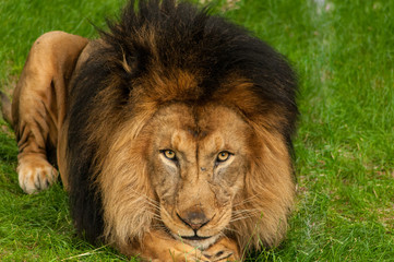 Close-up of a lion's face