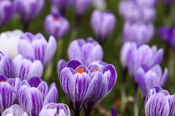 Springtime crocus flowers