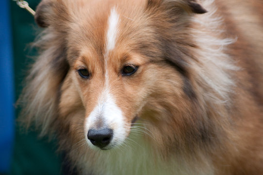Portrait Of Little Cute Sitting And Smiling Sable Shetland Sheepdog - Sheltie