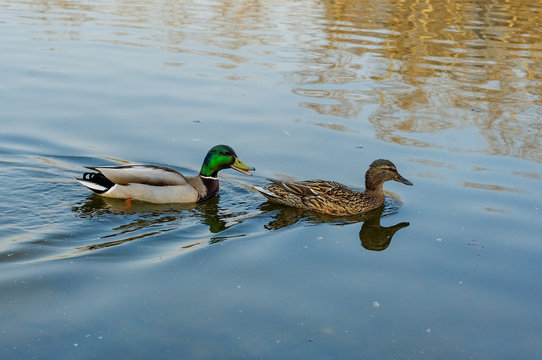 Ducks in the park pond
