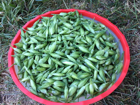 ails des ours en boutons