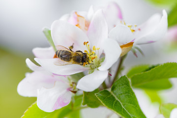 Bee picking pollen from apple flower. 